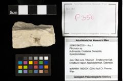 Foto (Objekt + Etiketten) von Pithonoton sp. 